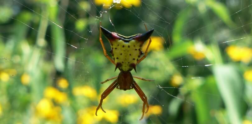 Un incontro con Micrathena, il ragno che somiglia a Pikachu