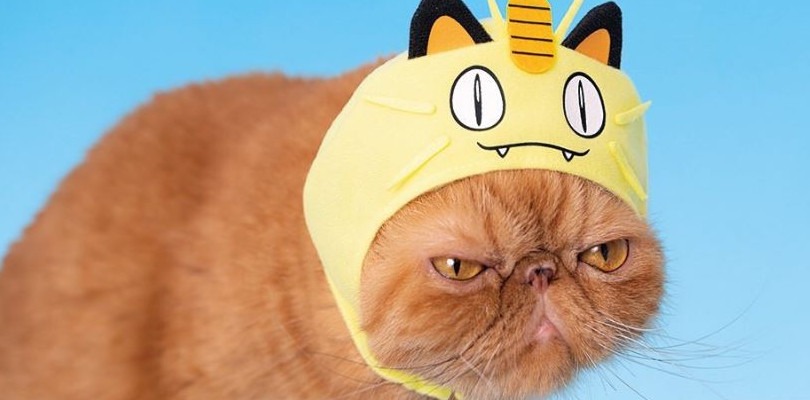 Fa il suo debutto un nuovo set di cappelli Pokémon, ma sono per gatti -  Pokémon Millennium