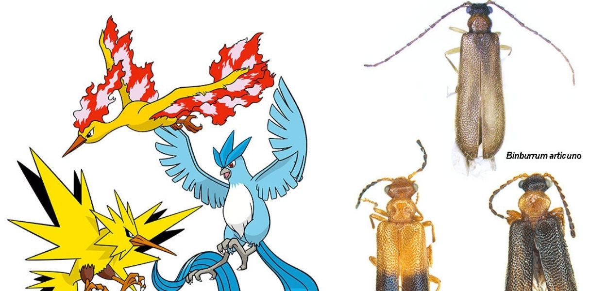 Articuno, Zapdos e Moltres diventano i nomi di tre nuove specie di coleotteri