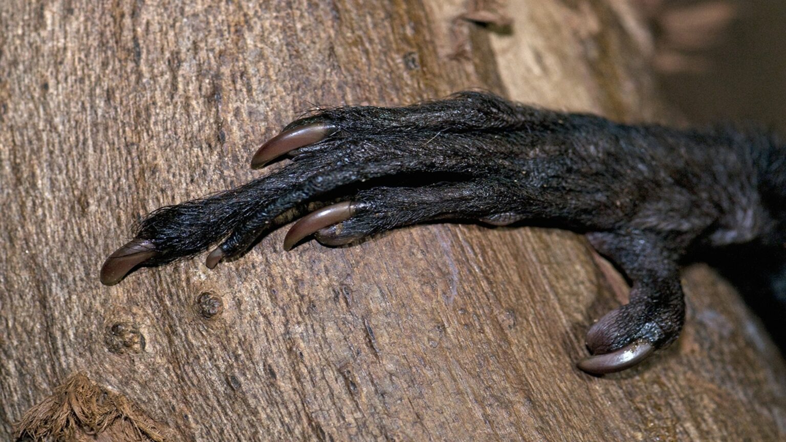 Мадагаскарская руконожка лапы