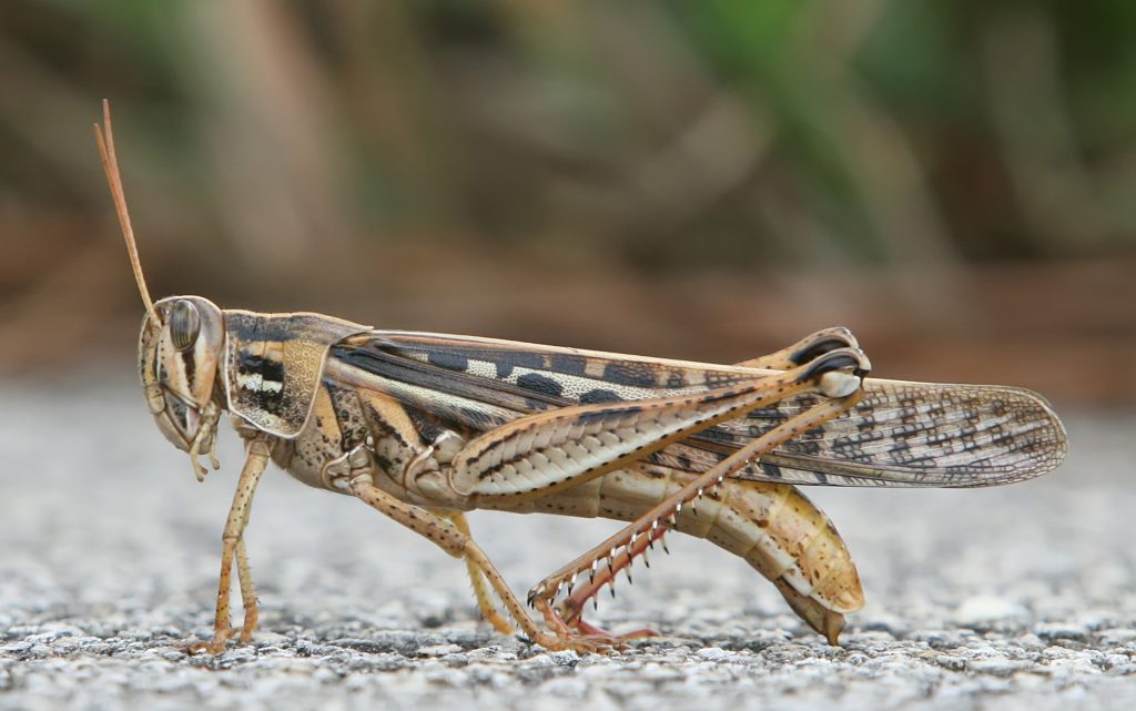 American_Bird_Grasshopper cavalletta