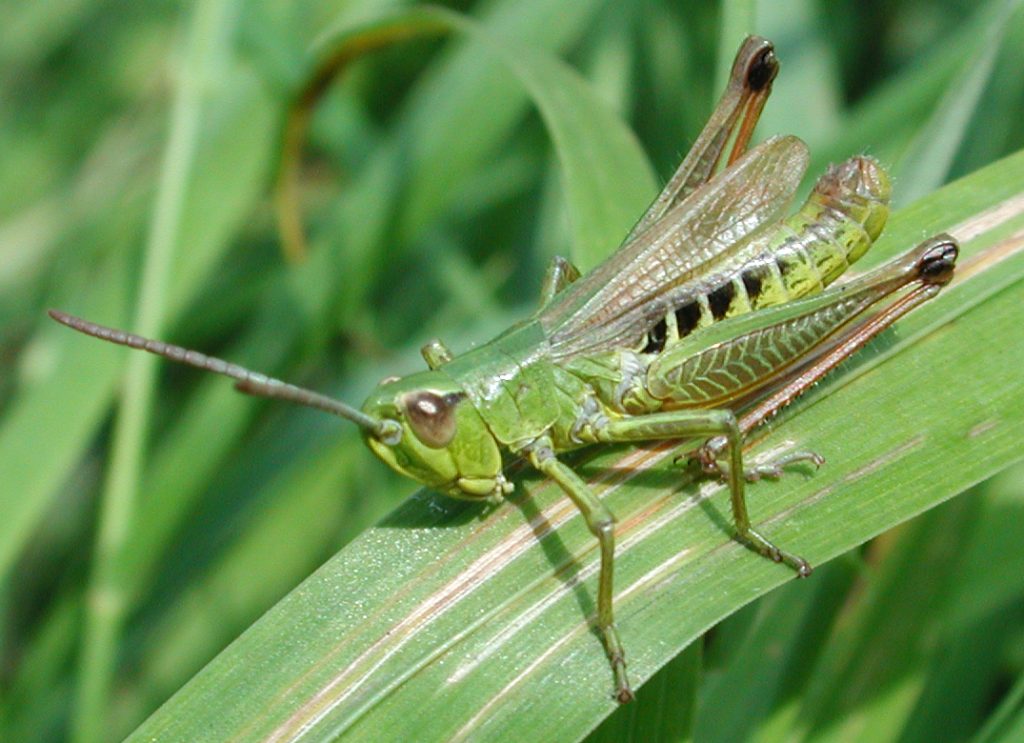 Chorthippus parallelus cavalletta