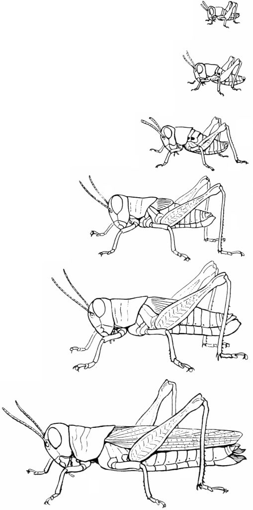 Snodgrass Melanoplus atlanus