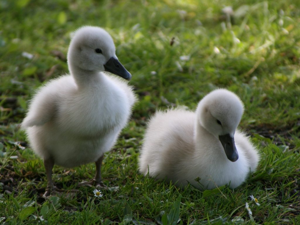 cigno cenerognolo