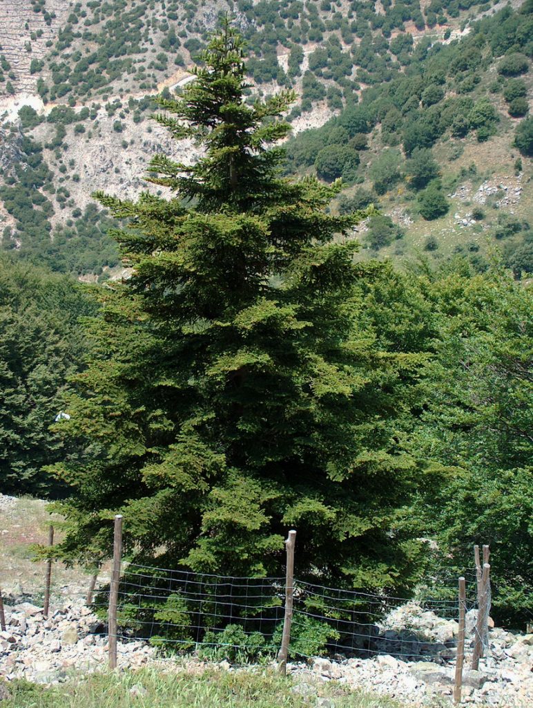 Abies nebrodensis