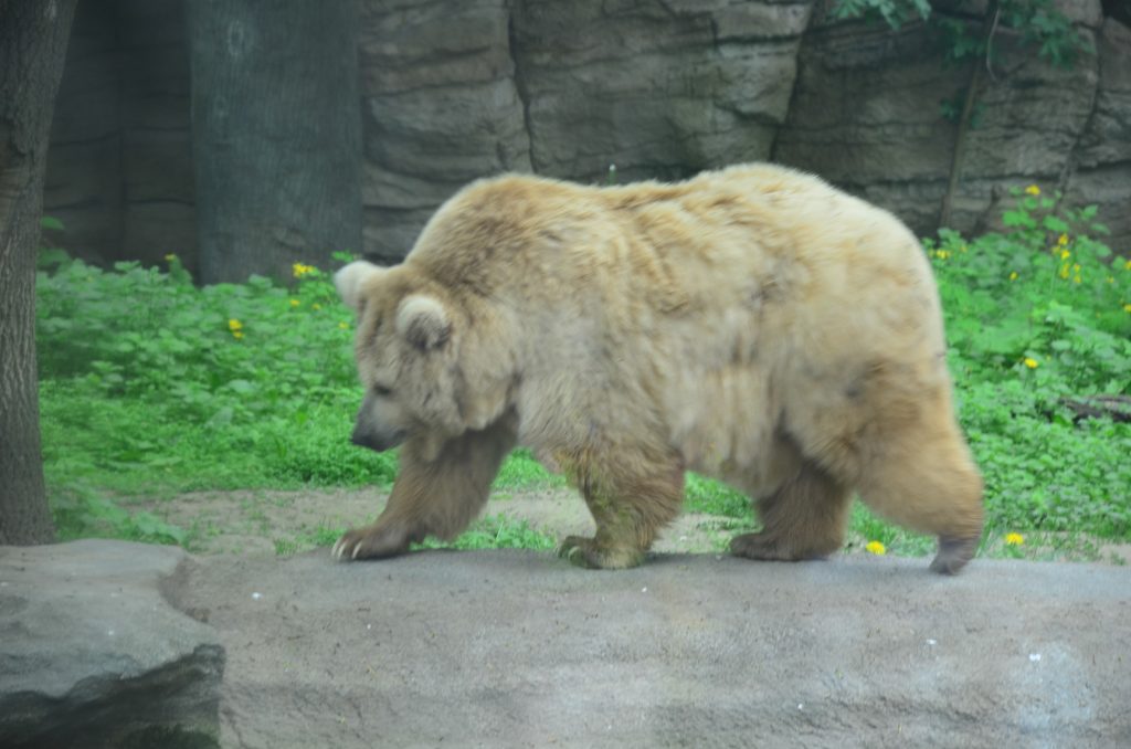 orso bruno Himalaya