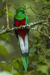 Resplendent Quetzal