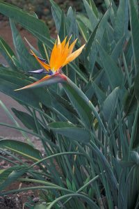 Strelitzia reginae