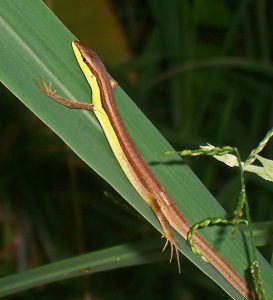 lucertola Takydromus sexlineatus